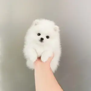 Pomeranian mini - kép 2