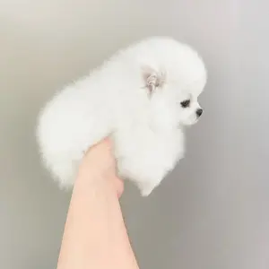 Pomeranian mini - kép 3