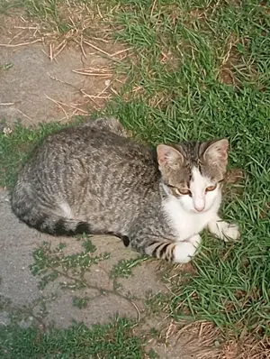 Örökbefogadható cica - kép 2