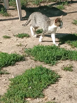 Örökbefogadható cica - kép 3