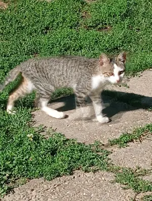 Örökbefogadható cica - kép 4