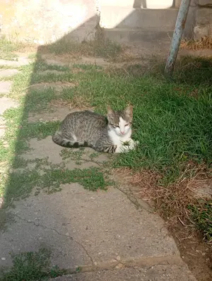 Örökbefogadható cica - kép 5