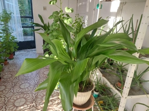 Szobanövények olcsón eladók 