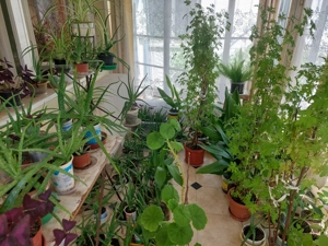Szobanövények olcsón eladók  - kép 3