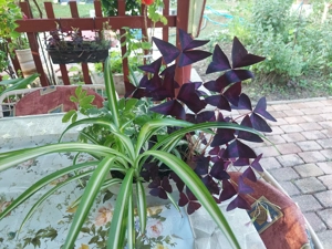 Szobanövények olcsón eladók  - kép 2