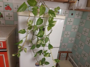 Szobanövények olcsón eladók  - kép 5