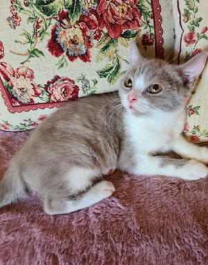 Törzskönyvezett szülőktől Brit babák költöznének! - kép 4