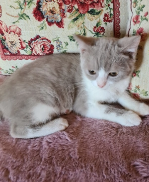 Törzskönyvezett szülőktől Brit babák költöznének! - kép 2