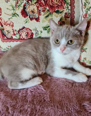 Törzskönyvezett szülőktől Brit babák költöznének! - kép 3