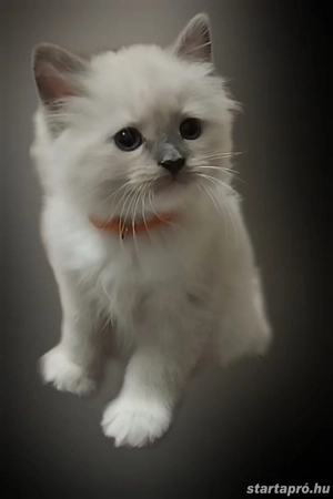 Törzskönyves, Champion, Original Ragdoll (rongybaba)  - kép 4