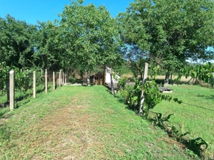 Börzsöny ölelésében, Letkés szívétől karnyújtásnyira, eladó egy igazi vidéki családi ház!   - kép 14