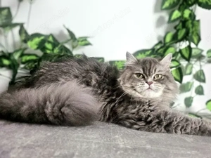  A Selkirk King tenyészetből eladó egy blue golden shaded Selkirk Rex hosszú szőrű kislány cica. - kép 5