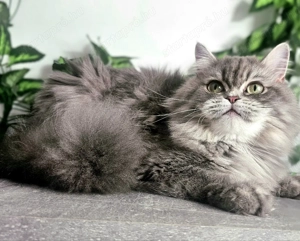 Tenyészetből eladó Selkirk Rex  hosszú szőrű kislány cica - kép 5