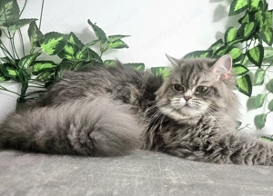 Tenyészetből eladó Selkirk Rex  hosszú szőrű kislány cica - kép 3