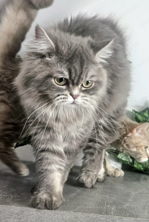 Tenyészetből eladó Selkirk Rex  hosszú szőrű kislány cica