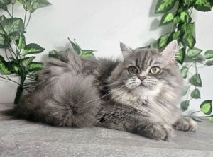 Tenyészetből eladó Selkirk Rex  hosszú szőrű kislány cica - kép 4