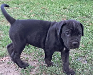 Cane Corso kölykök eladók   Böhönye (Somogy megye) - kép 2