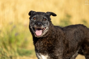 Negronella kutyus gazdira vár 