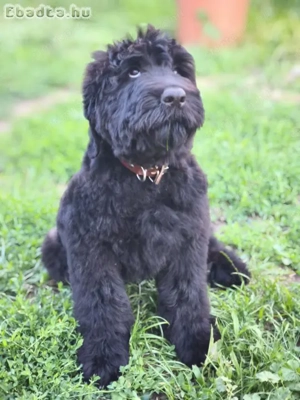 Orosz Fekete Terrier kölykök előjegyezhetők - kép 3