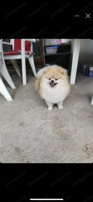 Pomerániai törpe Spitz kiskutyák 3 fiu 1 kislány 