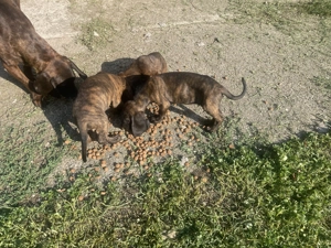 Hannoveri véreb kiskutyák  - kép 2