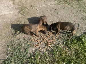 Hannoveri véreb kiskutyák  - kép 3