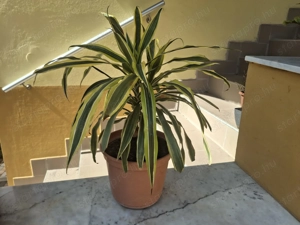 Dracéna, a közkedvelt sárkányfa eladó