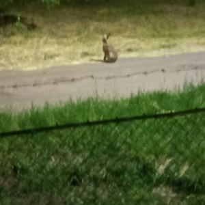 Nagyfüged Damjanich 20.Beriasztózott, 90 nm-es, nagy kertles, garázzsal, - kép 14