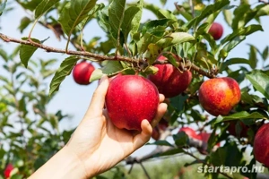 Mezőgazdasági munka - kép 3