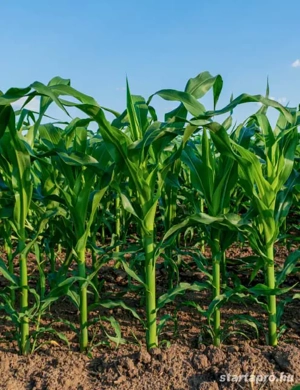 Mezőgazdasági munka