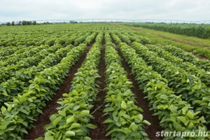 Mezőgazdasági munka - kép 4