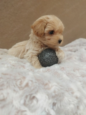 Maltipoo kislány  - kép 2