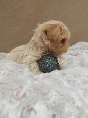 Maltipoo kislány  - kép 4