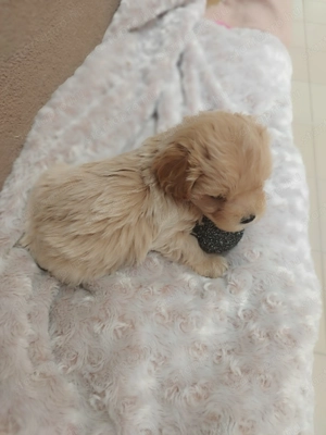 Maltipoo kislány  - kép 5