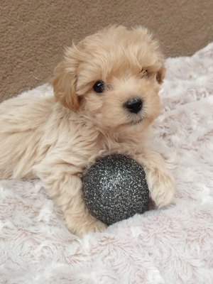 Maltipoo kislány  - kép 3
