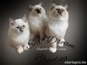 Törzskönyves, Champion, Original Ragdoll (rongybaba)  - kép 3