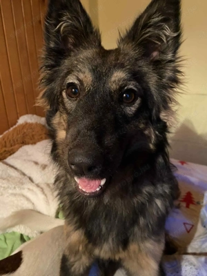 Muffin keresi az igazi társát!