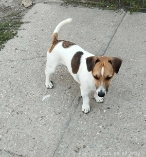 Jack Russel terrier kiskutyák! - kép 3