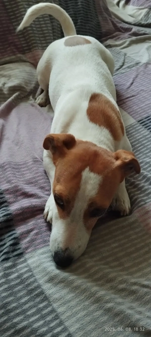 Jack Russel terrier kiskutyák! - kép 4