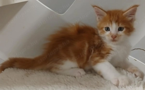 Maicone kölykök 8 hetesek  - kép 2