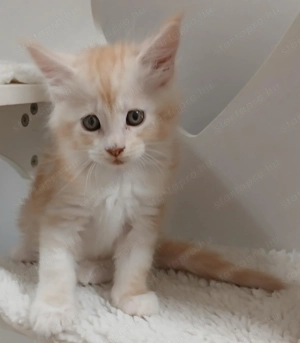 Maicone kölykök 8 hetesek  - kép 4