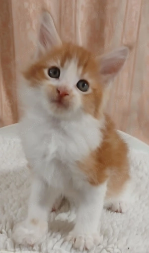 Maicone kölykök 8 hetesek  - kép 3