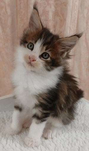 Maicone kölykök 8 hetesek  - kép 5