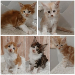 Maicone kölykök 8 hetesek  - kép 6