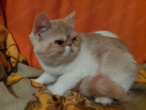 Exotikus rövid szőrű perzsa macska - kép 2