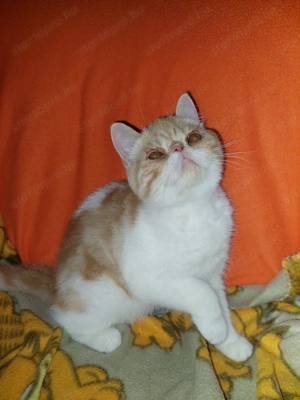 Exotikus rövid szőrű perzsa macska - kép 3