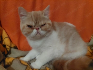 Exotikus rövid szőrű perzsa macska - kép 4