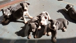 Kék Staffy kölykök