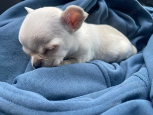 Két gyönyörű csivava fiú