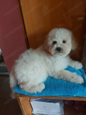 Maltipoo kiskutyák eladók ritka színekben is! - kép 9